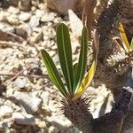 Pachypodium rosulatum Folla