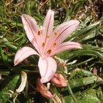 Asphodelus acaulis Květ