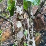 Macaranga coriacea 樹皮
