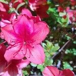 Rhododendron japonicum Kwiat