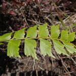 Asplenium stuhlmannii Leaf