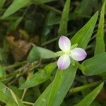 Murdannia keisak Flower