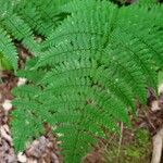 Dryopteris intermedia Hoja