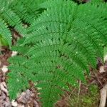 Dryopteris intermedia Blad