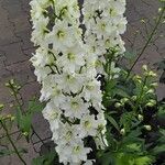 Delphinium elatum Fleur