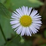 Erigeron annuusBlomst