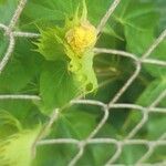 Gossypium hirsutum Blüte