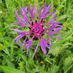 Centaurea nervosa Blomst