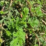 Leucosidea sericea Yaprak