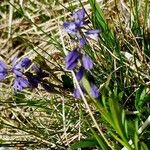 Polygala alpestris Habitus