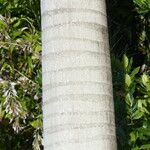 Roystonea regia Casca