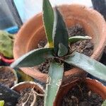 Agave palmeri 葉