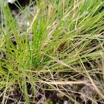 Festuca filiformis Blad