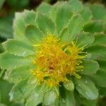 Rhodiola roseaFlor