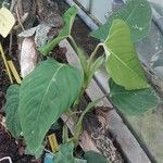 Philodendron ornatum ᱥᱟᱠᱟᱢ