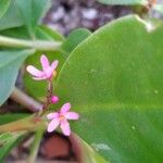 Talinum paniculatum Çiçek