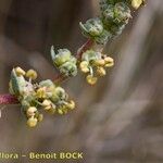 Bassia prostrata Máis