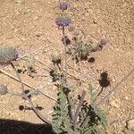 Salvia columbariae Habitus