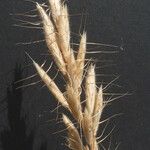 Bromus lanceolatus Altro