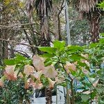 Brugmansia suaveolens Цветок