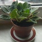 Saintpaulia ionantha Hoja