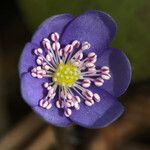 Hepatica nobilis Flower