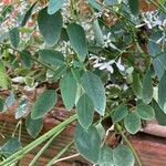 Euphorbia hypericifolia Φύλλο