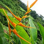 Heliconia latispatha Flor