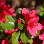 Rhododendron kiusianum 花