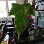 Philodendron panduriforme List