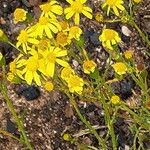 Senecio burchellii