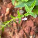 Scutellaria racemosa Flower