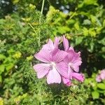 Malva alceaFlower