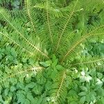 Polystichum braunii Φύλλο