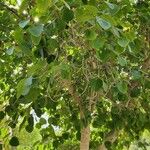 Ficus benghalensis Habit