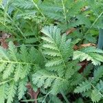 Tanacetum macrophyllum叶