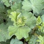 Alchemilla mollis برگ