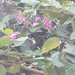 Bauhinia purpureaFloare