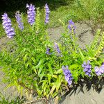 Scutellaria baicalensis Hábito