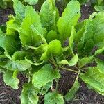 Brassica rapa Lehti