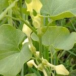 Aristolochia clematitisKvet