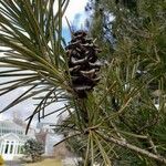Sciadopitys verticillata Mbuma