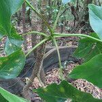 Montrichardia arborescens Leaf