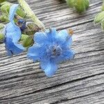 Cynoglossum amabile Λουλούδι