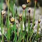 Juncus triglumis Habit