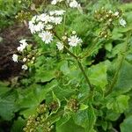 Pericallis murrayi Кветка