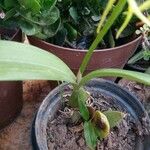 Prosthechea cochleata Yaprak