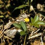 Potentilla canadensis Habit