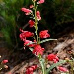 Penstemon utahensis 花