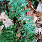 Polystichum acrostichoides Leaf